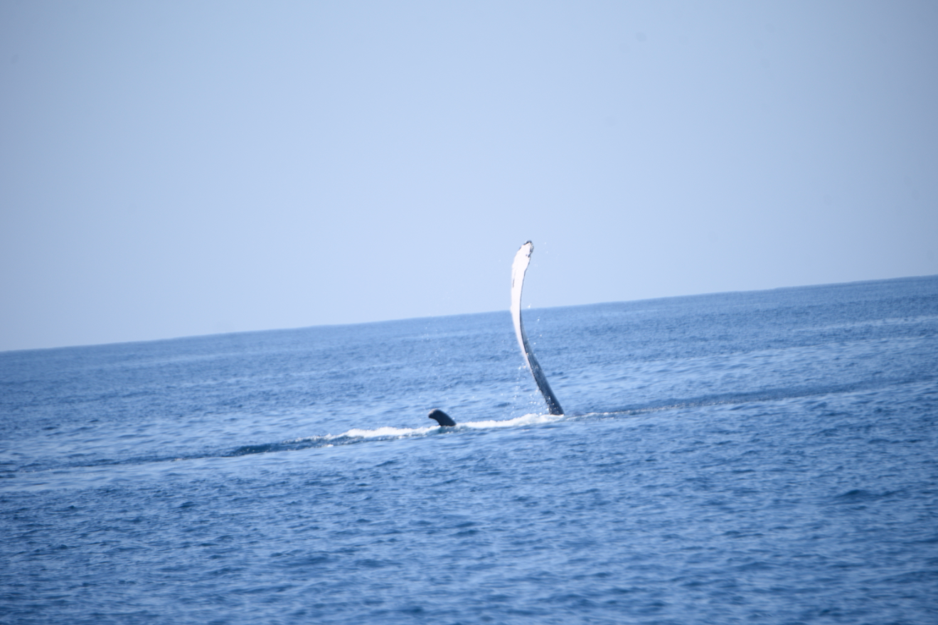 Ballenas en el Pacífico de Guatemala