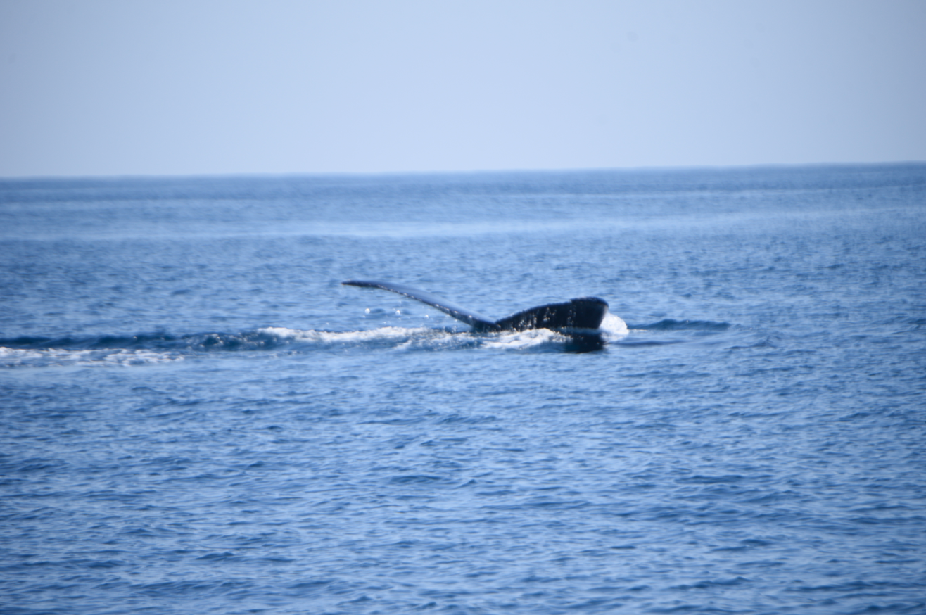 Ballenas en el Puerto San José