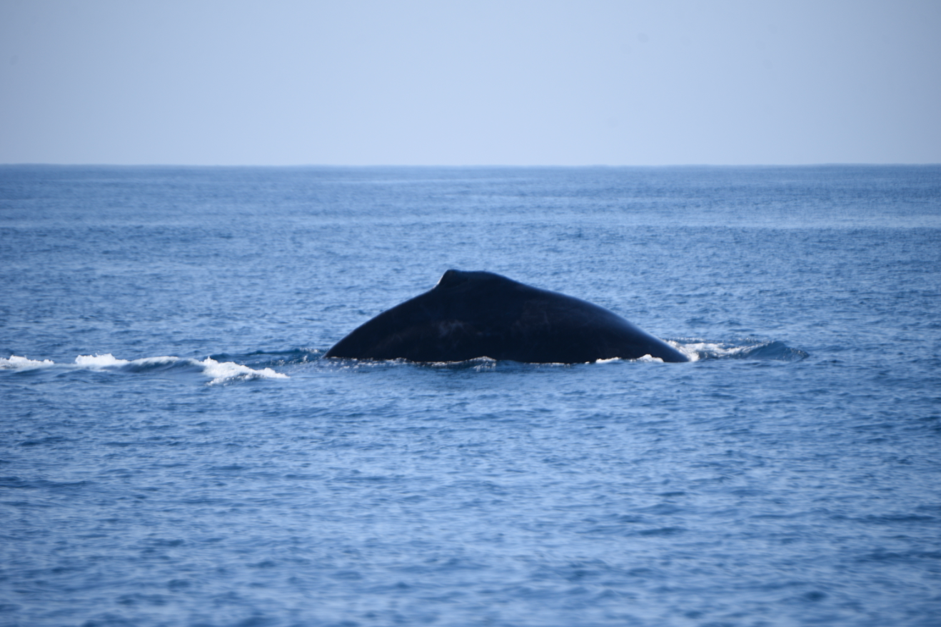 Ballenas en el Puerto San José