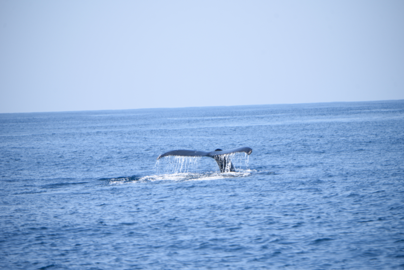 Ballenas en el Puerto San José