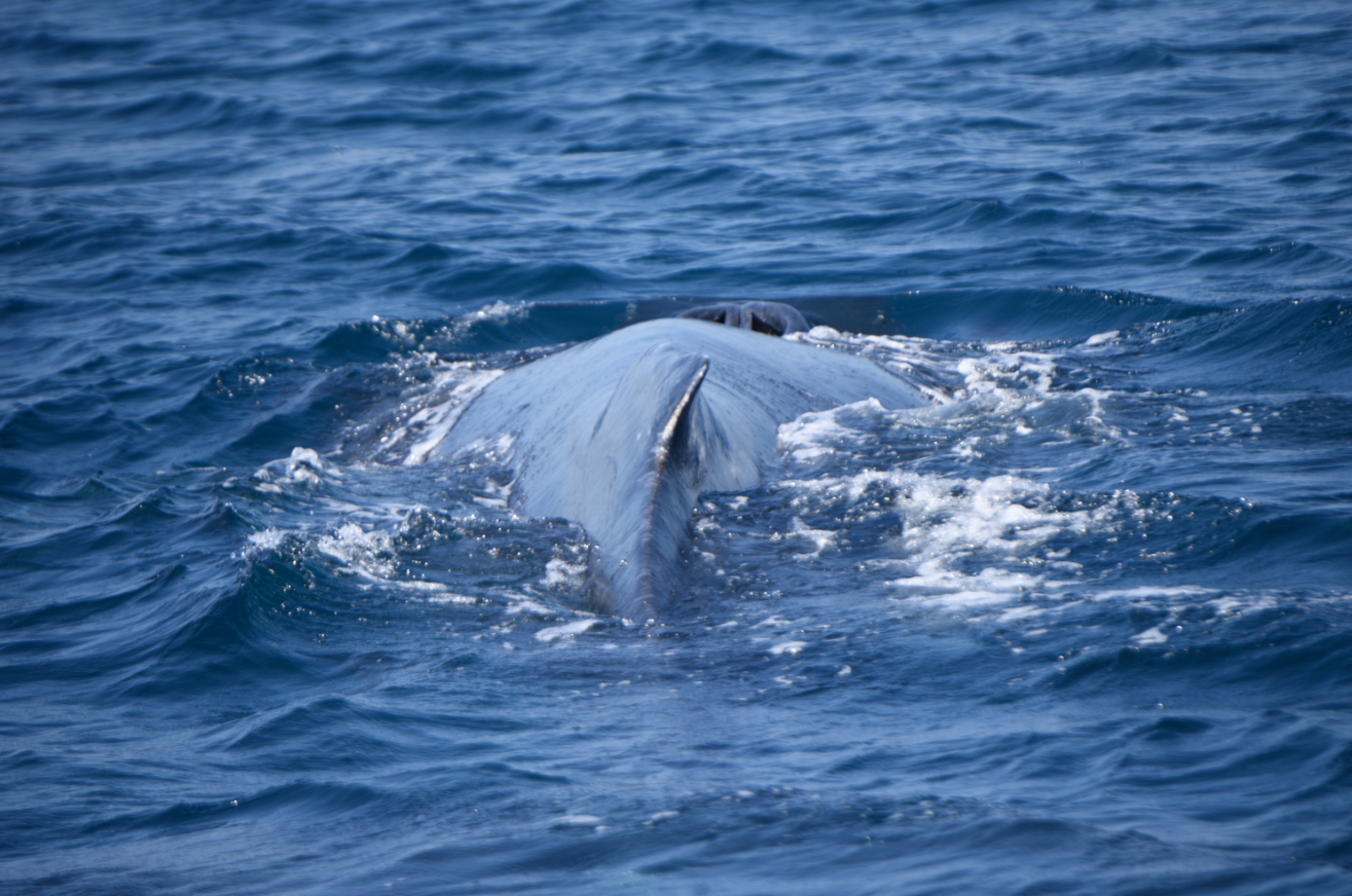 Ballenas en el Pacífico de Guatemala