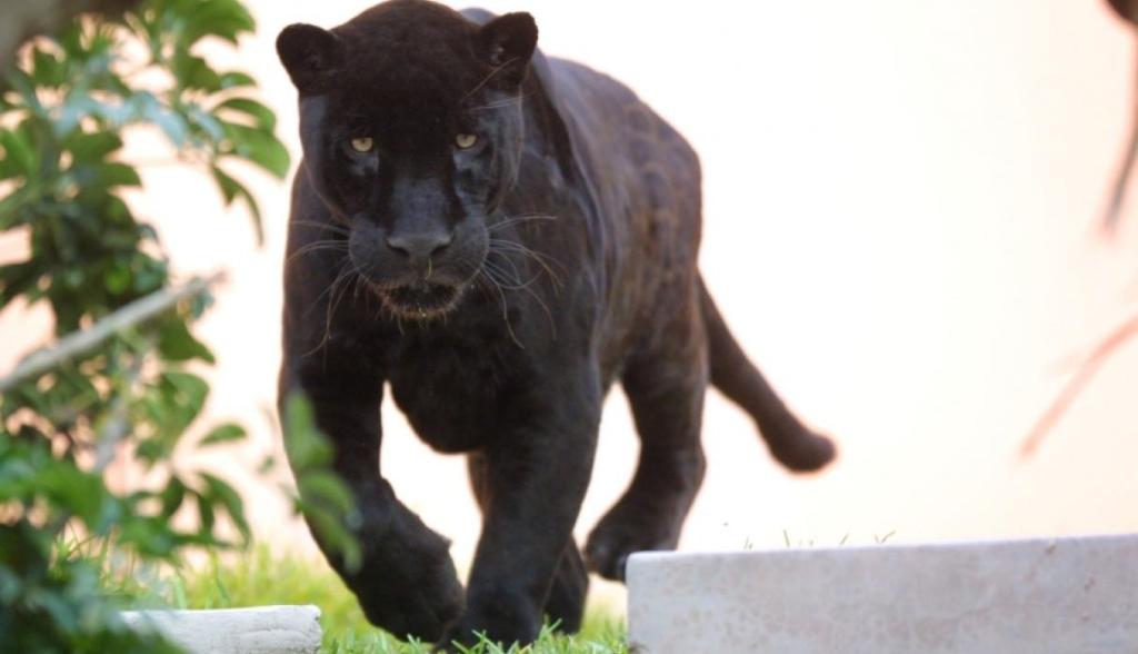 Selfie jaguar ataque Estados Unidos