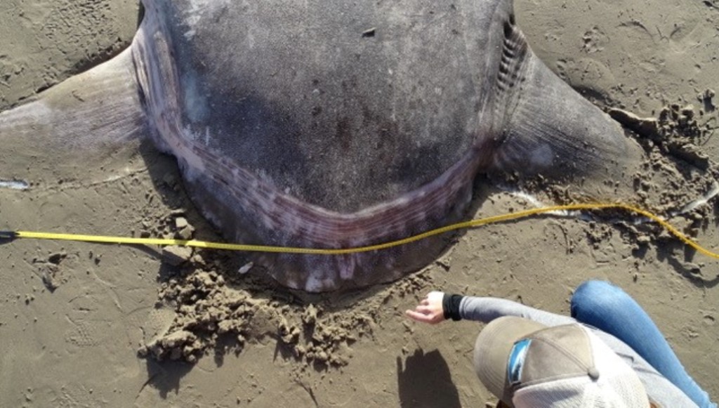 Santa Barbara California Mola Tecta pez