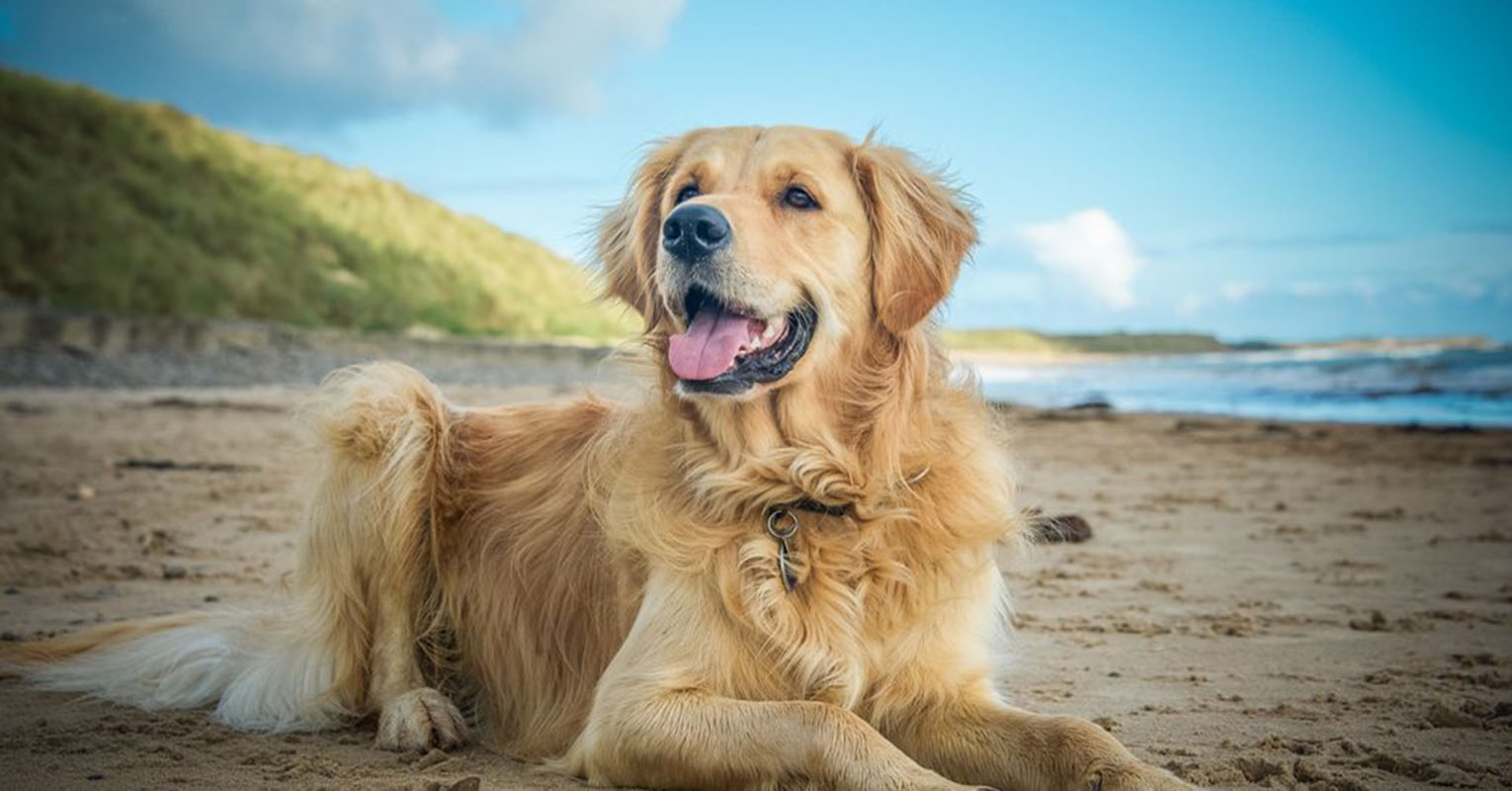 ¿Cómo cuidar a nuestro perro en verano? Foto con fines ilustrativos