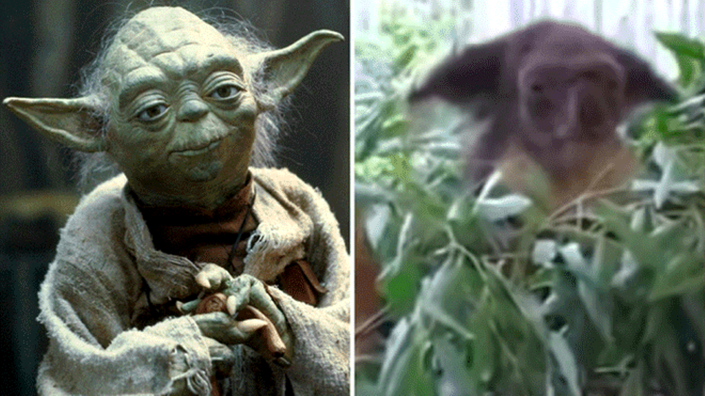 koala yoda star wars