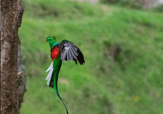 quetzal