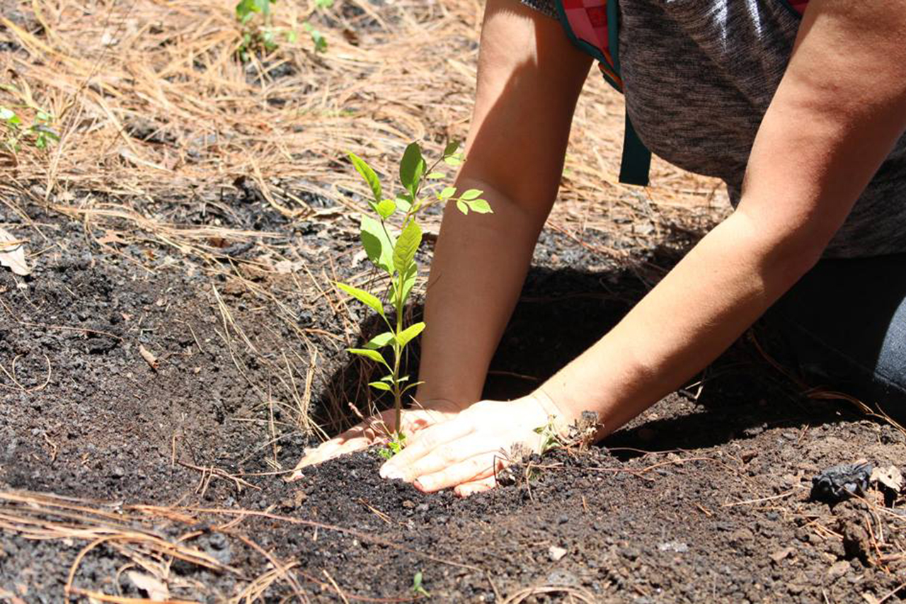 Invitan a jornada de reforestación en el departamento de Guatemala Foto con fines ilustrativos