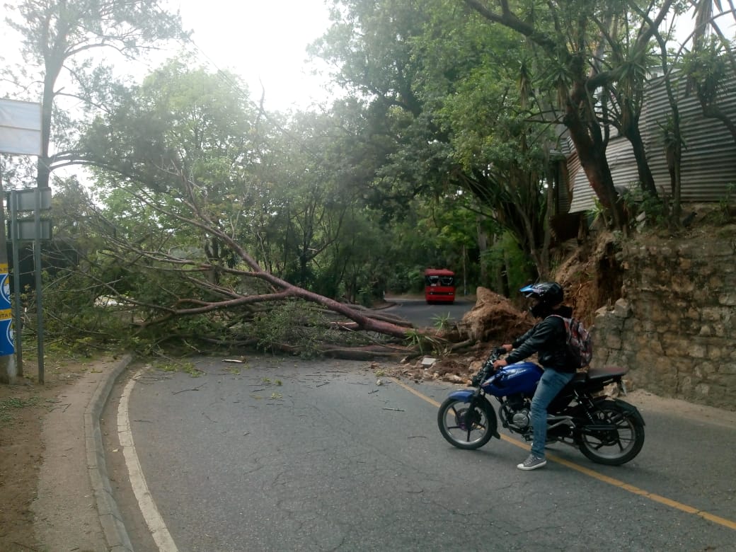 Arbol caído en la zona 16.