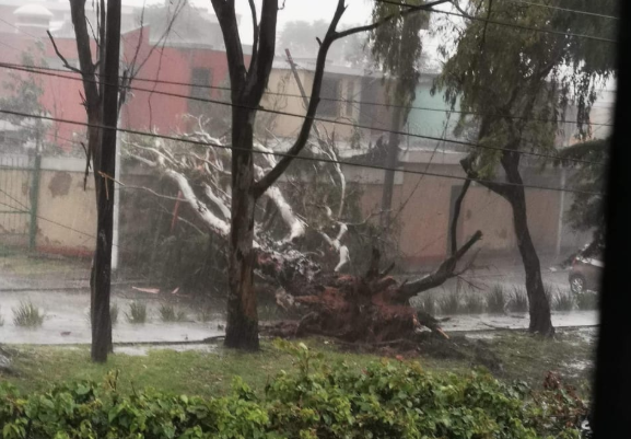 Árbol caído en la zona 5.