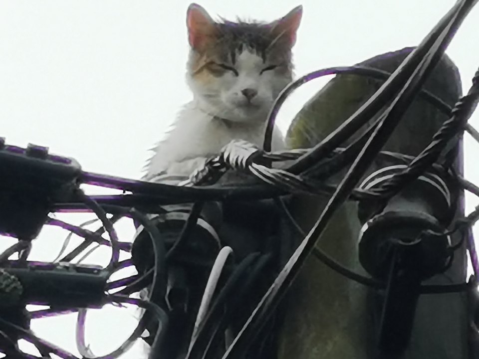 Gato rescatado por los bomberos