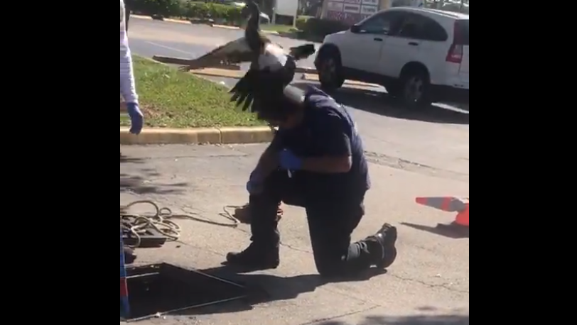 Bombero reacción de pata