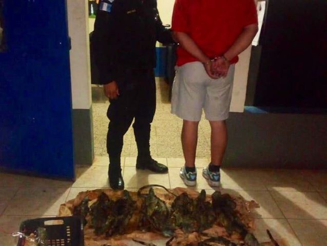 Detienen a hombre que transportaba iguanas muertas para su comercialización