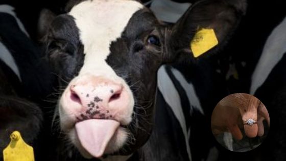 Pedirle matrimonio con una vaca