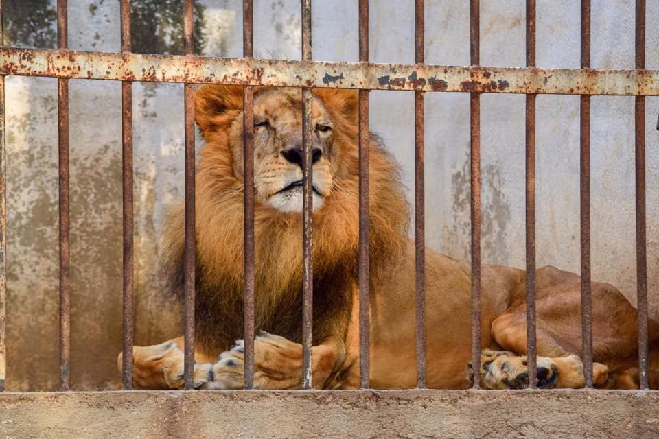 Gruñón, el león del Zoológico de Zacapa