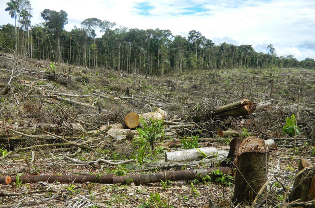 la presencia del narcotráfico causa deforestación en Centroamérica