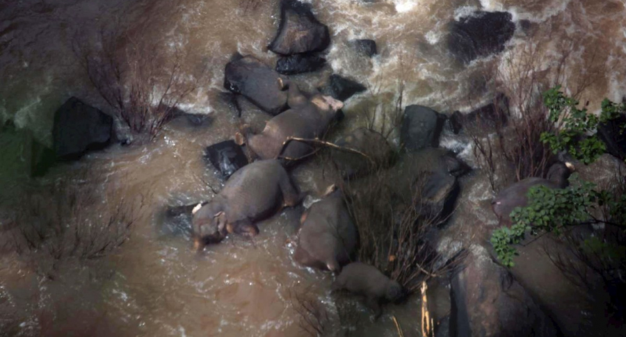 Seis elefantes mueren al caer de una cascada por salvar a una cría