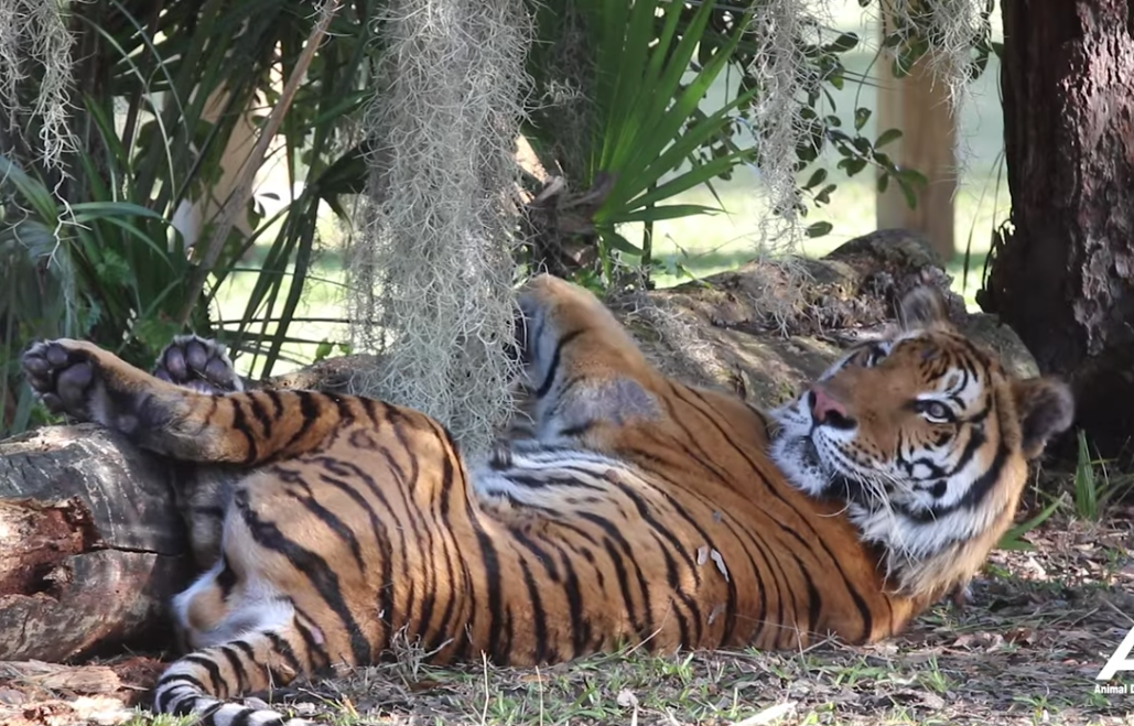 Tigres rescatados de un circo de Guatemala llegan a su nuevo hogar