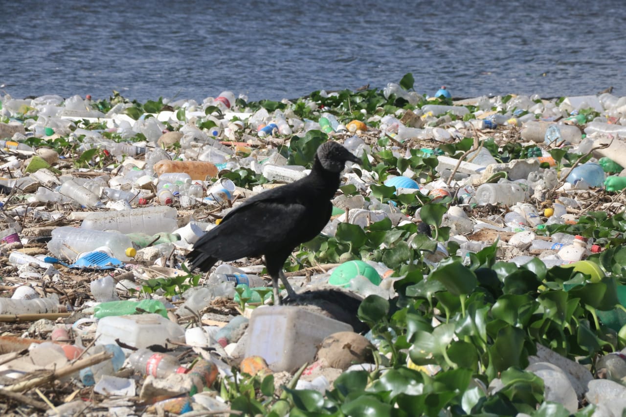 Toneladas de basura y animales muertos ingresaron al Lago de Amatitlán