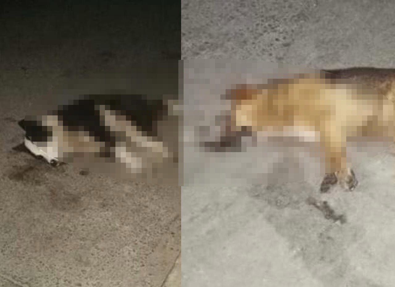 Reportan dos casos de perros muertos en Totonicapán