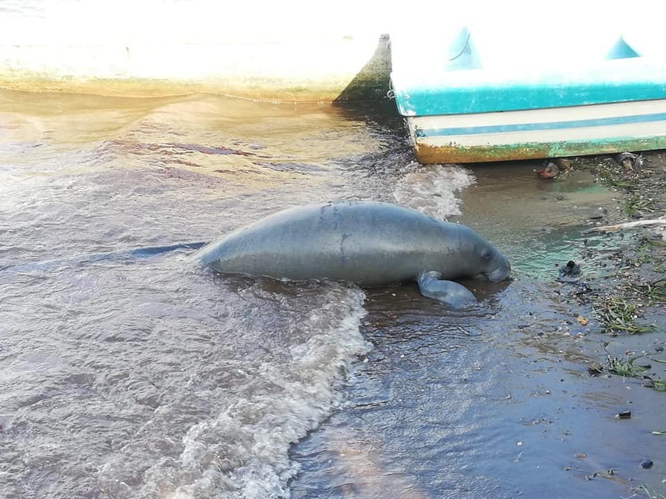 Manatí muerto en playa de Río Dulce