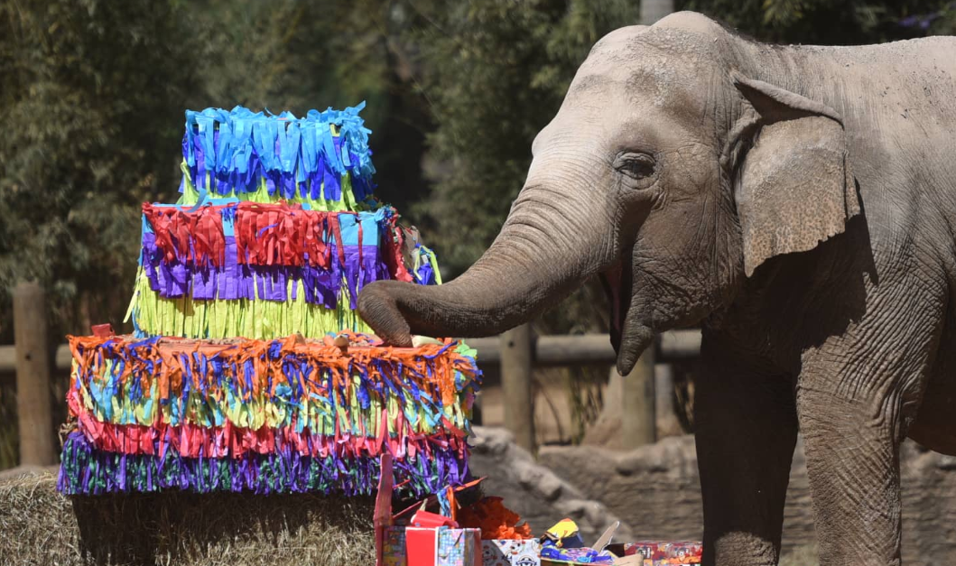 Trompita cumple 59 años en el Zoológico La Aurora