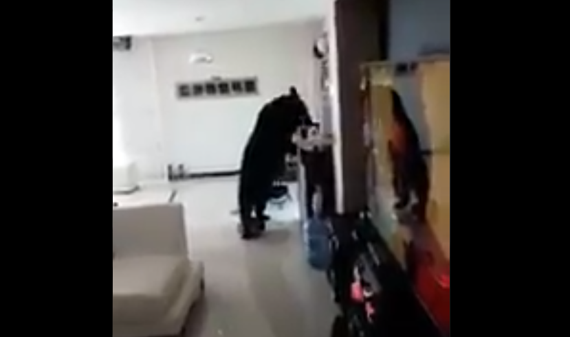 Oso entra a casa y se bebe el café