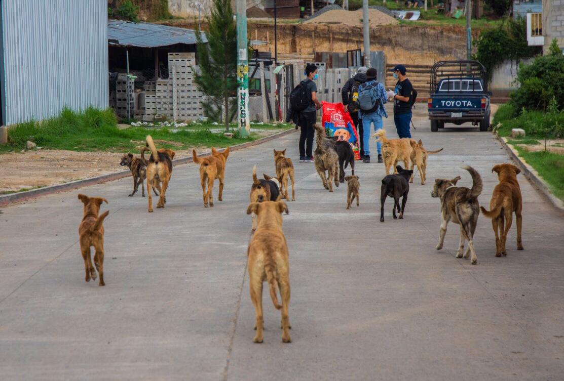 VIDEO | Jóvenes emprenden la iniciativa “Ayudando a un peludito” alimentando a perros