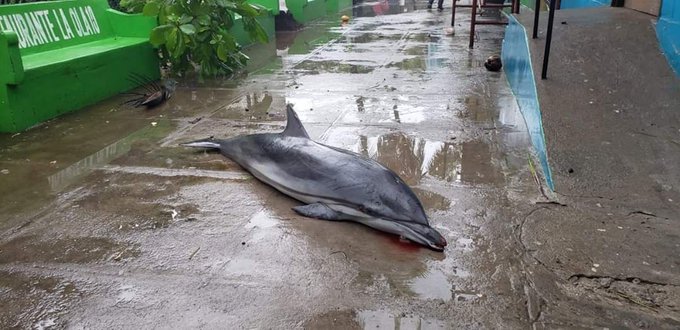 Tormenta Amanda: delfín muere tras potentes olas en La Libertad, El Salvador