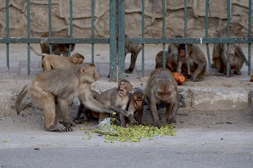 Monos roban pruebas