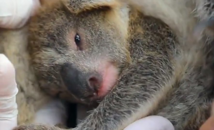 VIDEO | Con tierno video anuncian nacimiento de koala tras pavorosos incendios en Australia