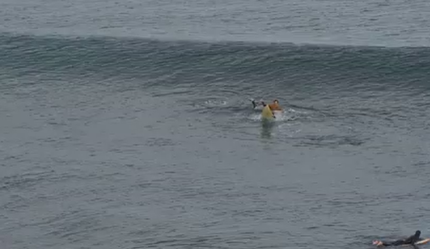 Surfista sobrevive a ataque de tiburón al darle puñetazos