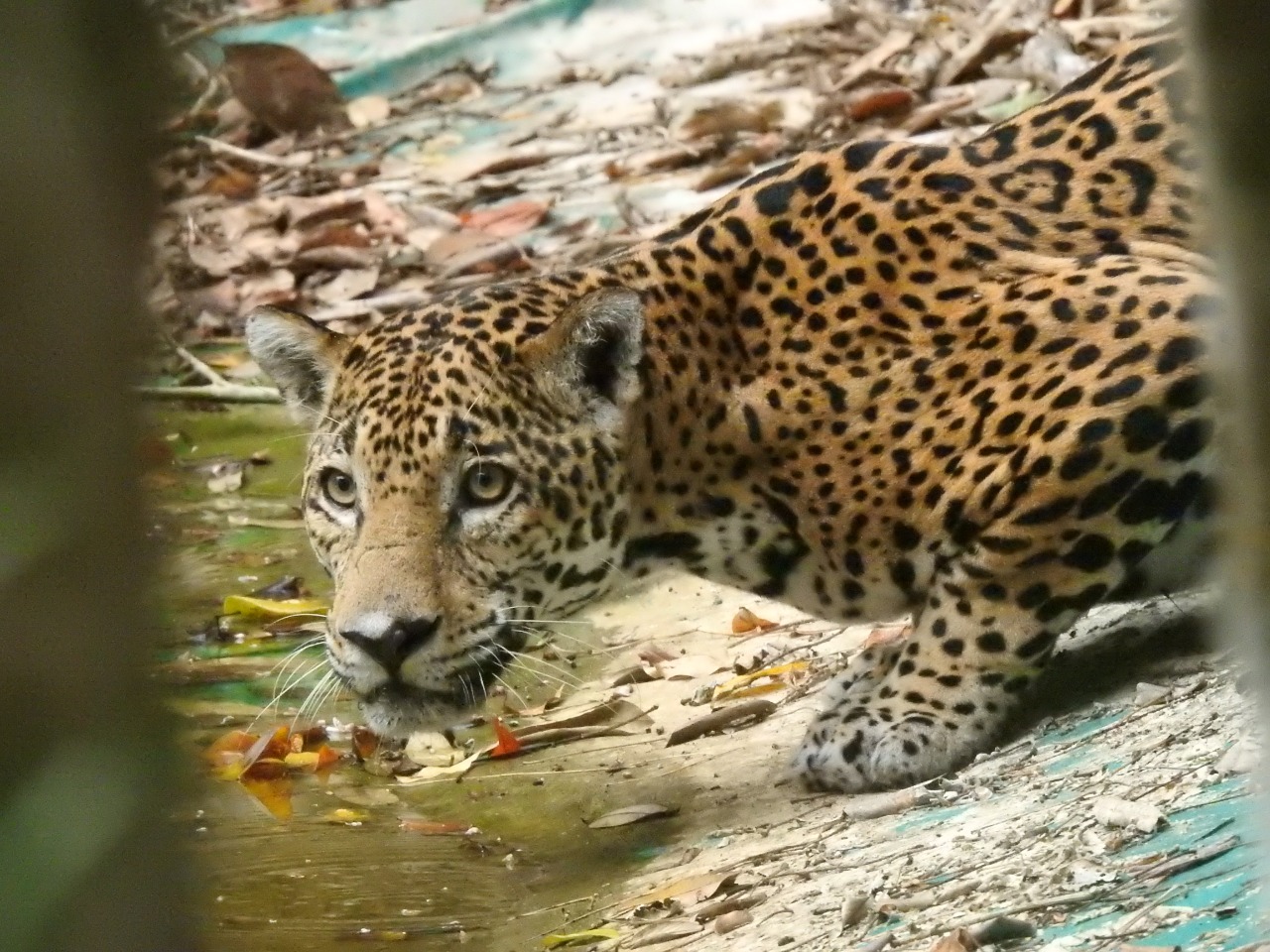 VIDEO: Animales reaparecen en parque nacional El Mirador por falta de visitantes