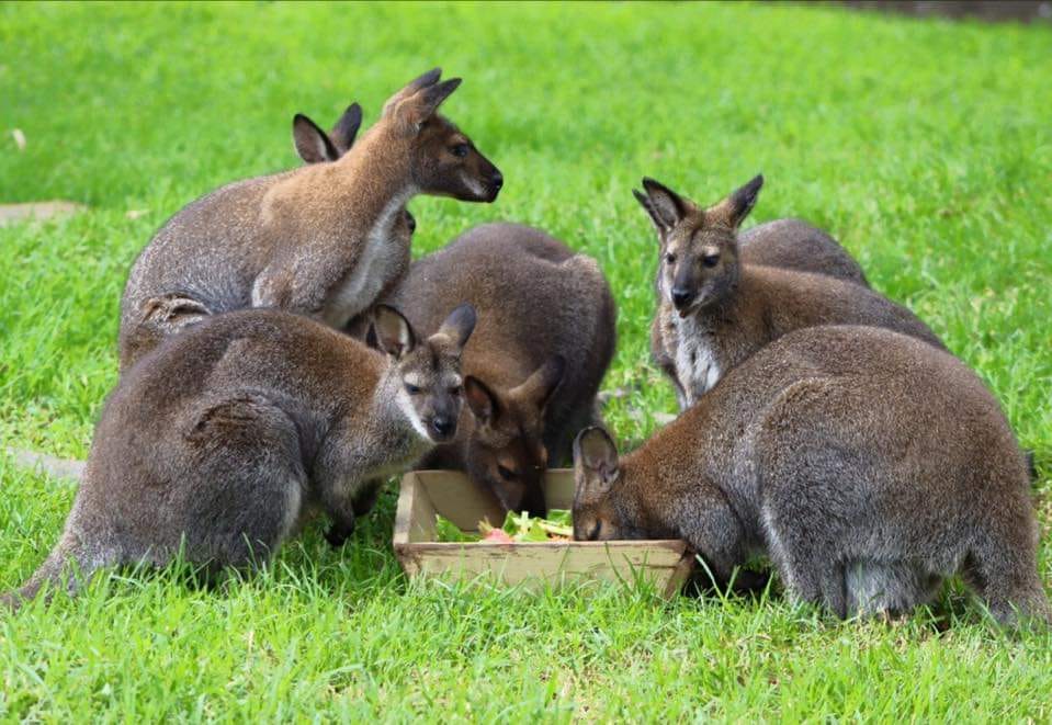 Zoológico La Aurora pide colaboración para alimentar a sus inquilinos