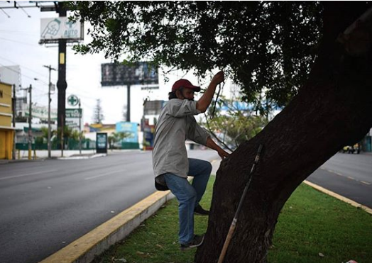 Vive en árbol en calzada roosevelt