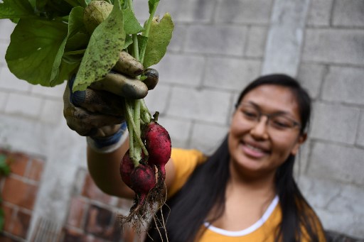 Huertos urbanos crecen en Guatemala abonados por encierro del coronavirus