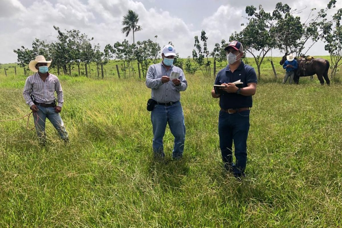 MAGA verifica langosta voladora en Petén