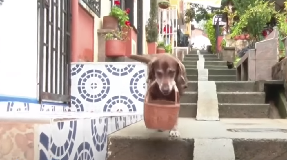 Eros, perrito que reparte compras en Medellín, Colombia