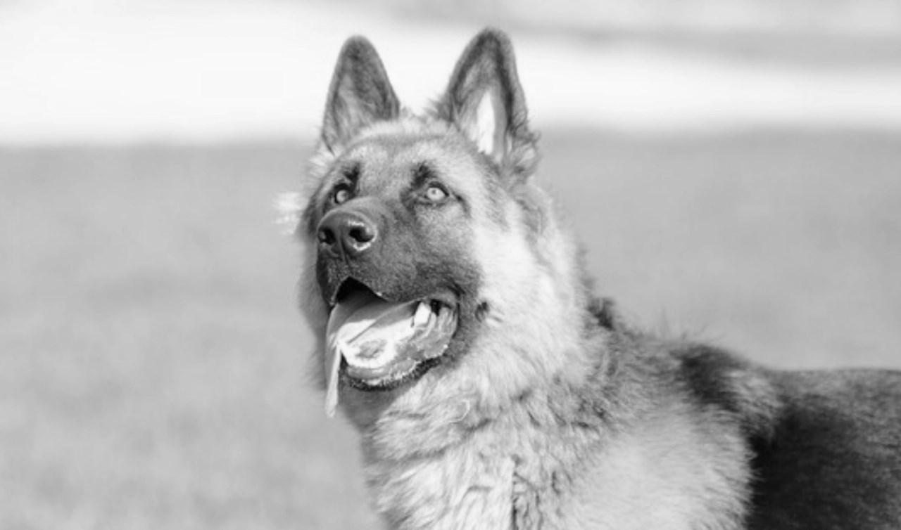 Perro pastor alemán