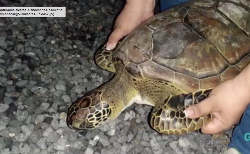 Liberan a tortuga marina en área protegida de Izabal