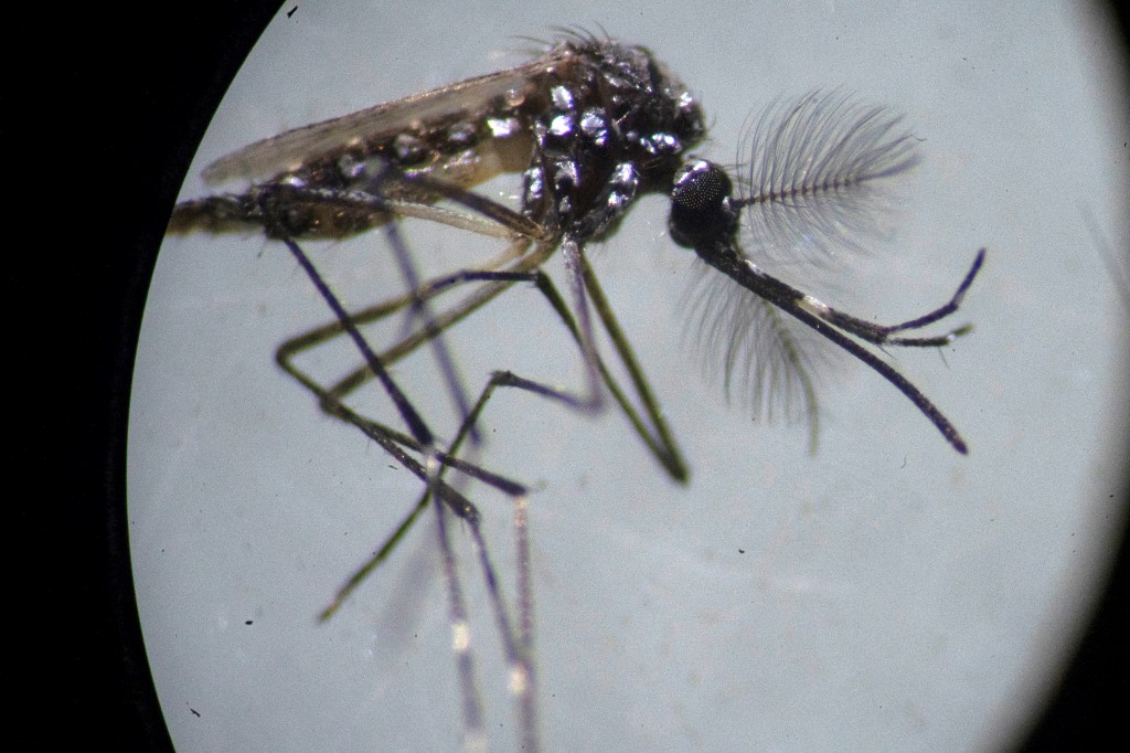 Mosquito transmisor del dengue