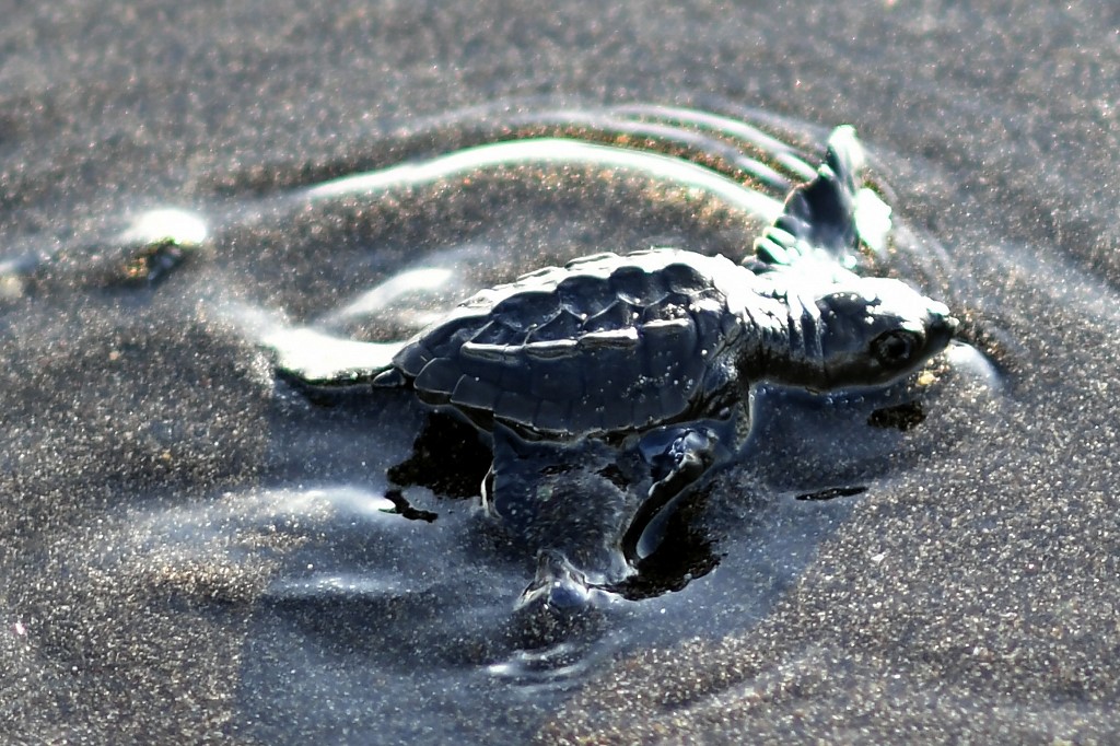 tortugas marinas en playa de Sipacate, Guatemala