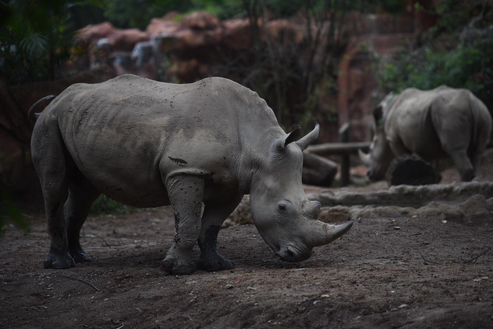 zoológico La Aurora reabre sus puertas en medio de la pandemia