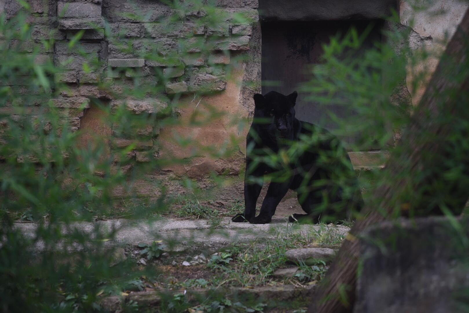 zoológico La Aurora reabre sus puertas en medio de la pandemia