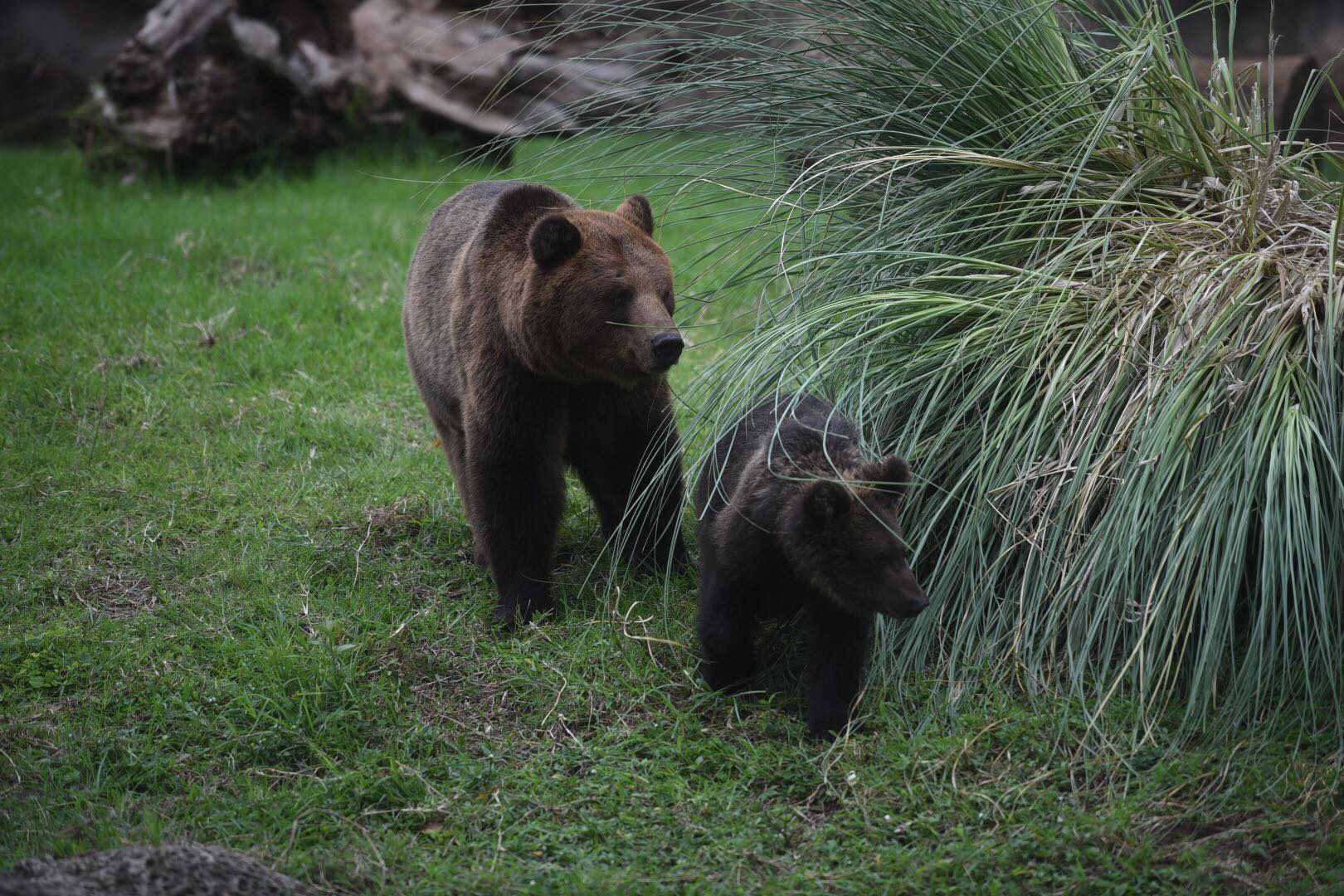 zoológico La Aurora reabre sus puertas en medio de la pandemia