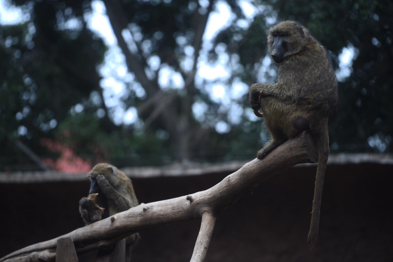 zoológico La Aurora reabre sus puertas en medio de la pandemia