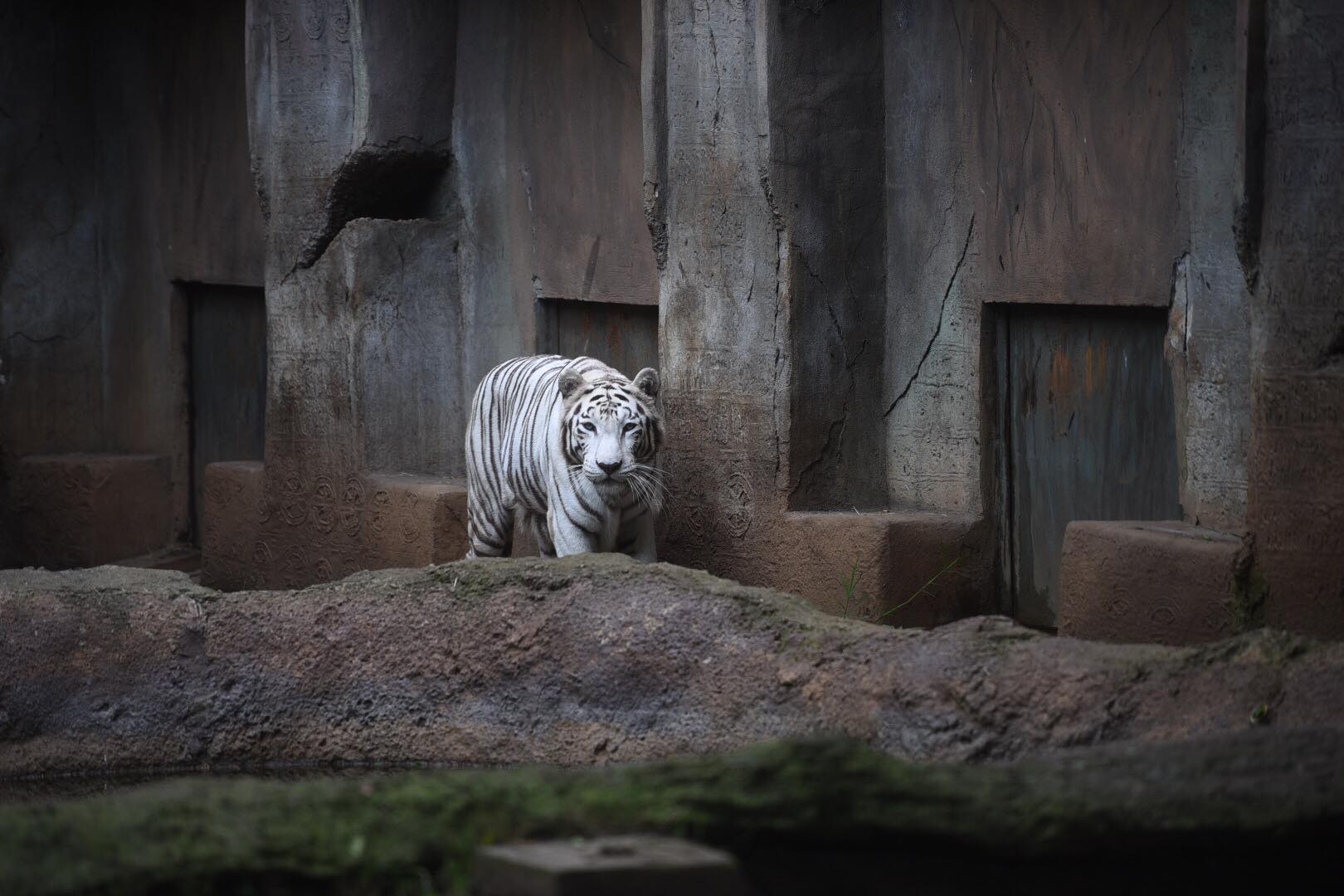 zoológico La Aurora reabre sus puertas en medio de la pandemia