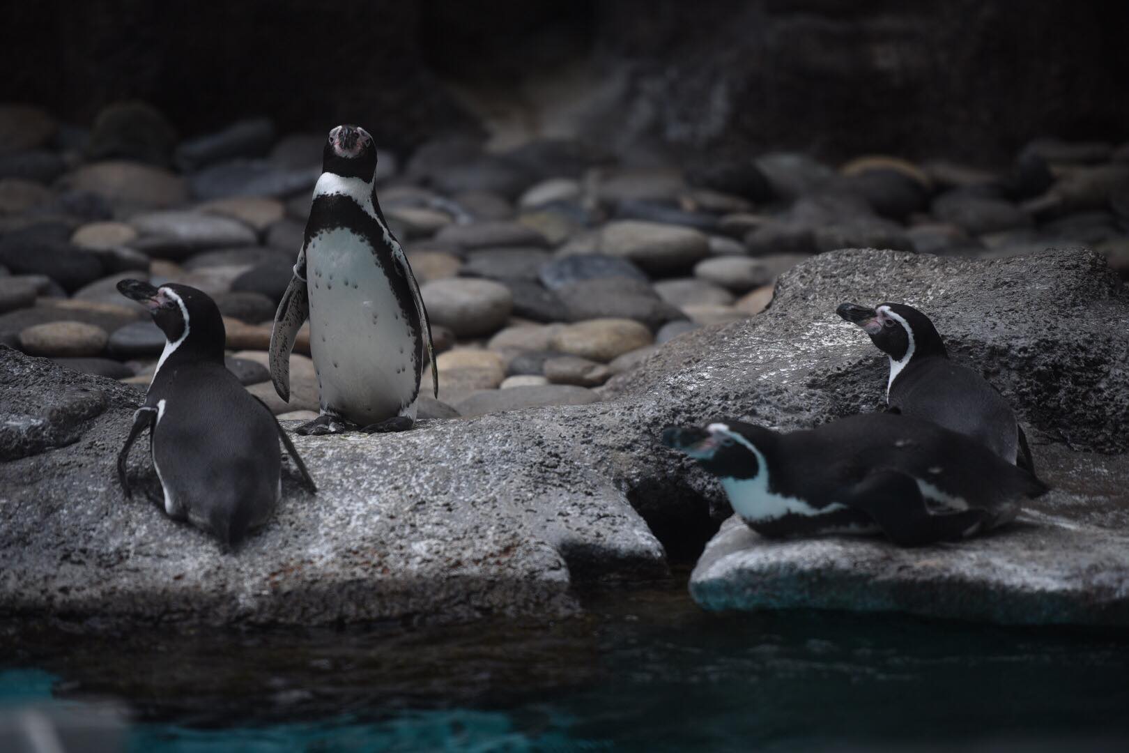 zoológico La Aurora reabre sus puertas en medio de la pandemia