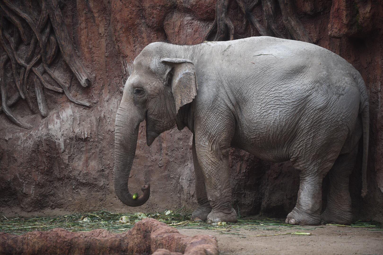 zoológico La Aurora reabre sus puertas en medio de la pandemia