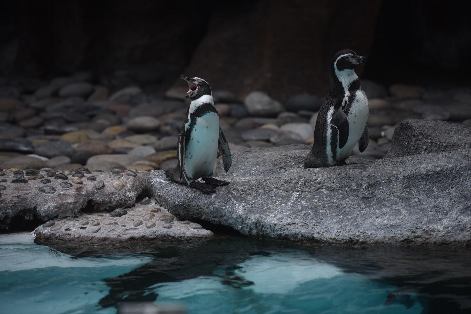 zoológico La Aurora reabre sus puertas en medio de la pandemia