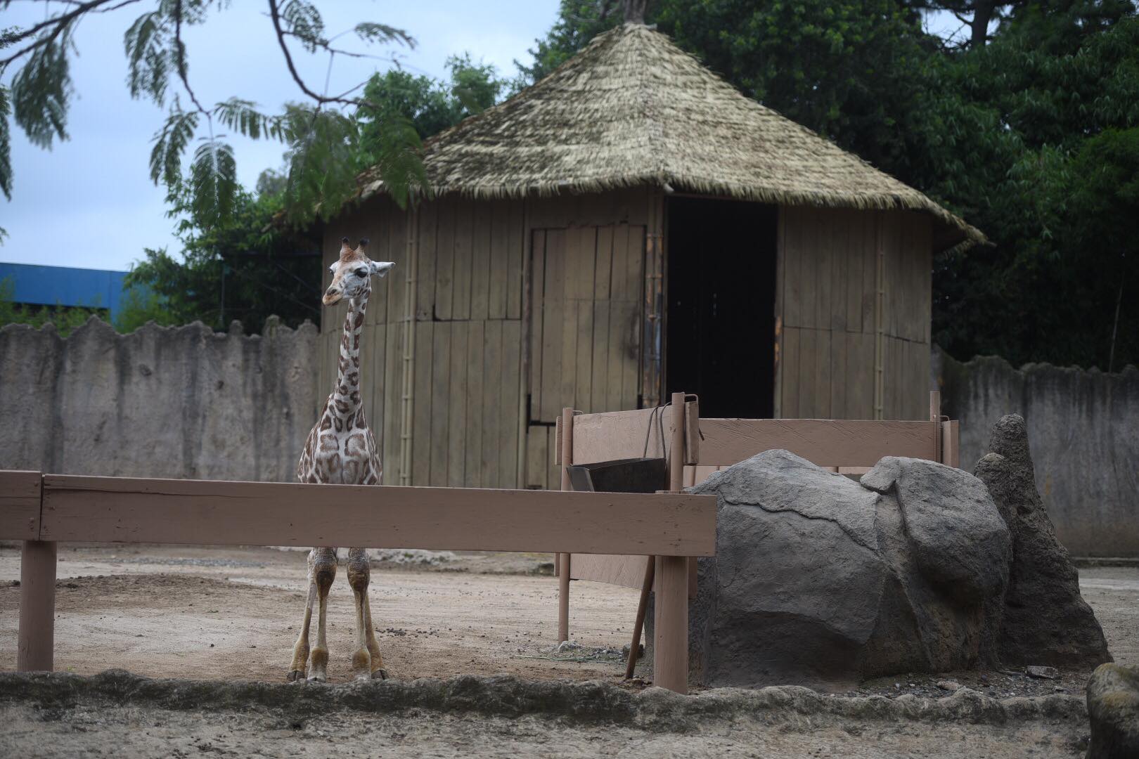 zoológico La Aurora reabre sus puertas en medio de la pandemia